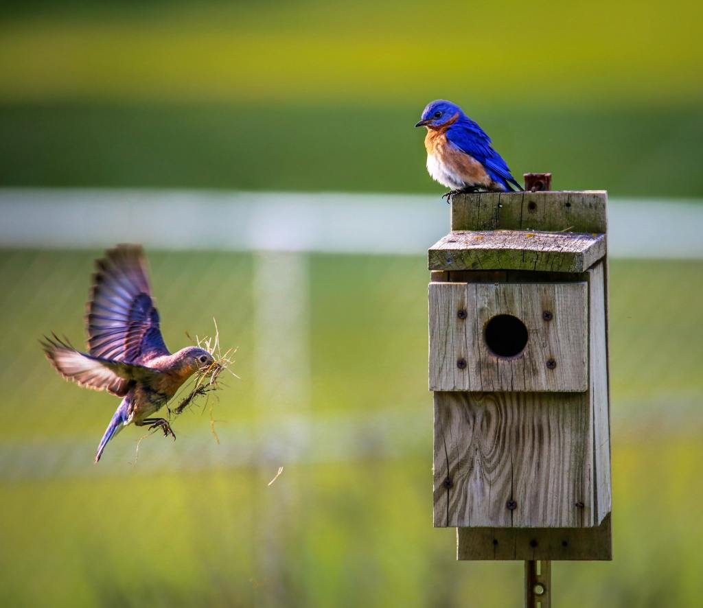 What Birdhouse Should You Choose to Attract Nesting&nbsp;Birds