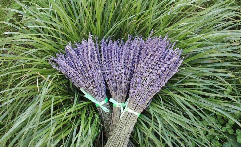 Lavender Dried Ultra Blue Bundles