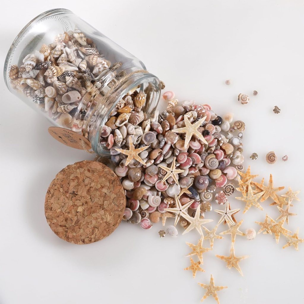 Mini Sea Shells for Crafting