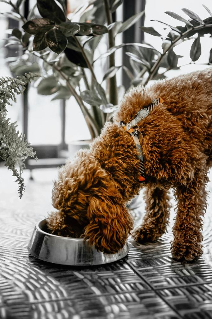 maltipoo dog eating from metal dog bowl