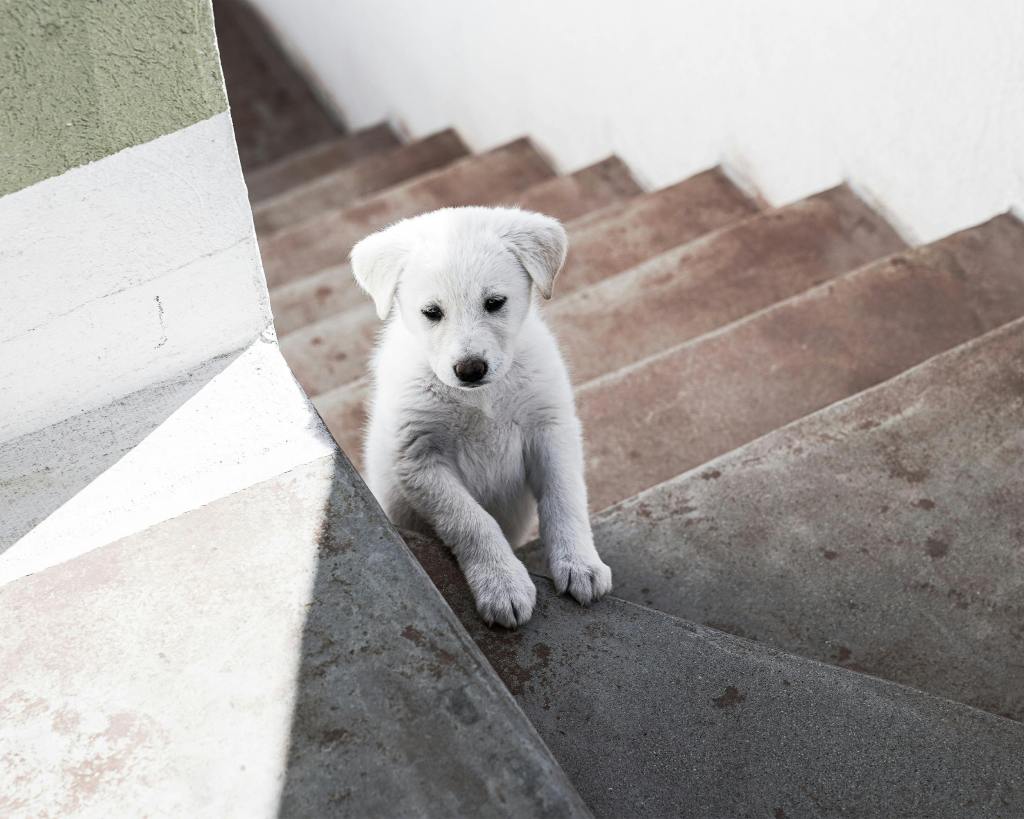 White puppy 