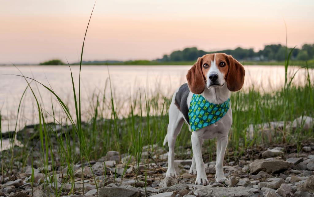 Beagle dog in bandana