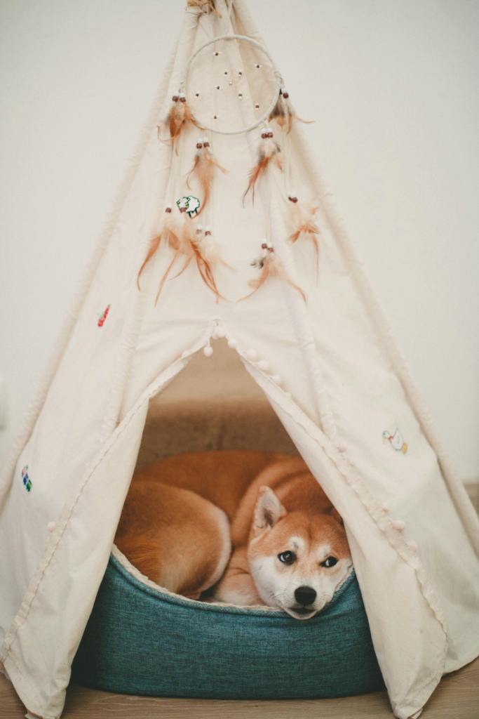 shiba inu in dog bed